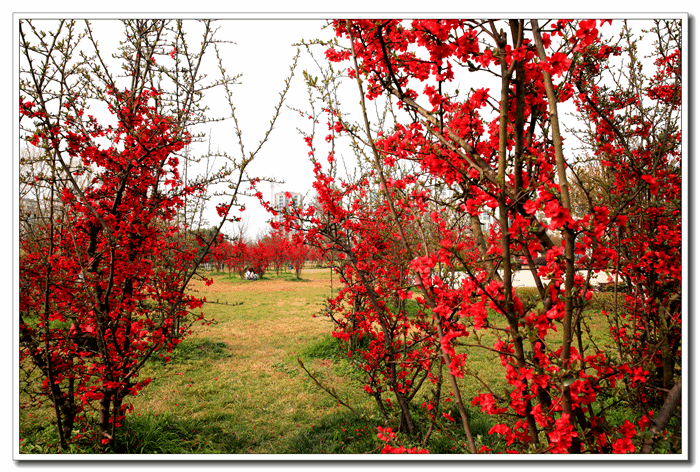海棠花开（庞利红/摄）